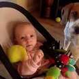 Guilty dog apologizes baby for stealing her toy