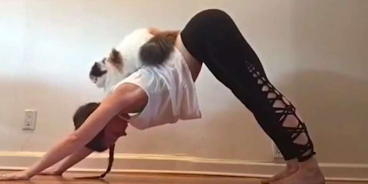 Cats Interrupting Yoga - The Dodo