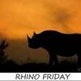 Afrikaans Rhino Poaching Film "1st of its kind!"