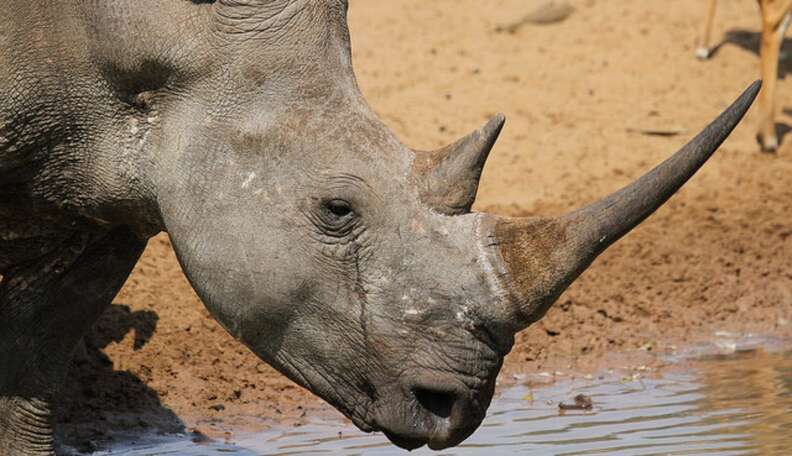 Rhino Horn Now Worth As Much As Cocaine Or Gold On The Black Market - The  Dodo