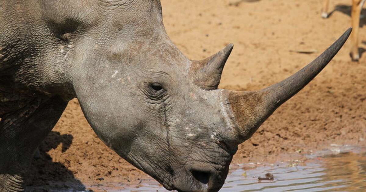 Rhino Horn Now Worth As Much As Cocaine Or Gold On The Black Market