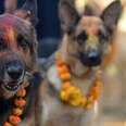 Dogs Thanked For Friendship And Loyalty In Most Beautiful Festival