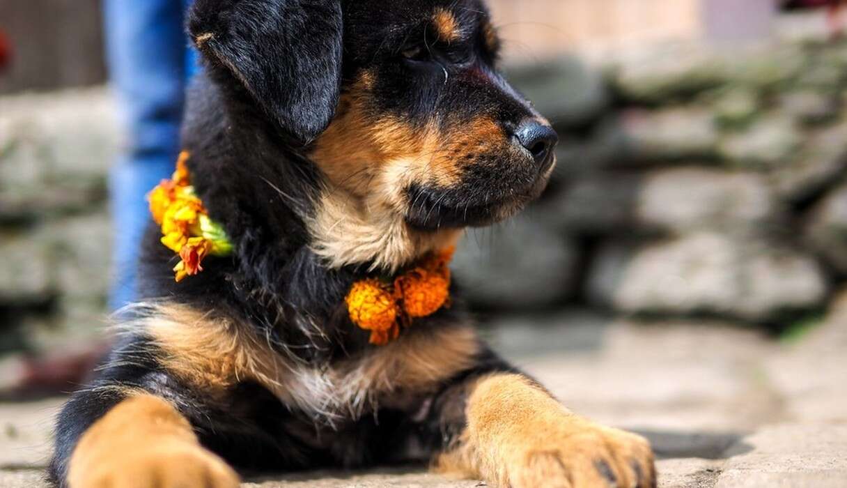 Dogs Thanked For Friendship And Loyalty In Most Beautiful Festival - The  Dodo