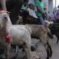 Countless Animals Sacrificed For Bloody 'Tradition' But We Can Stop It
