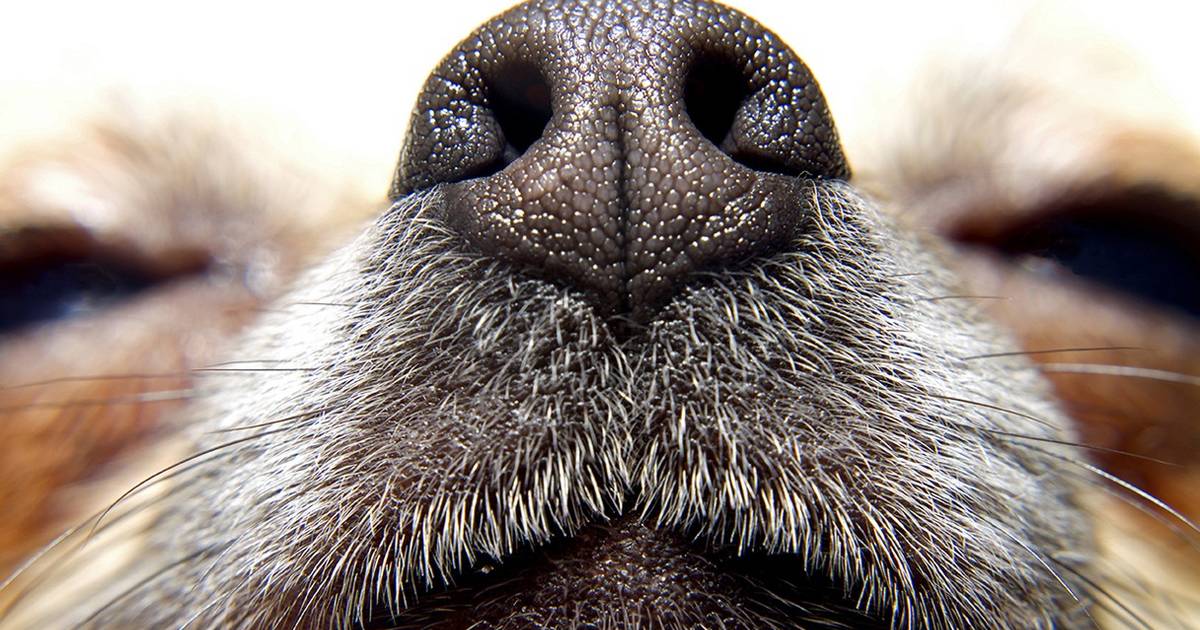 Your Dog Loves Smelling You More Than You Realize The Dodo