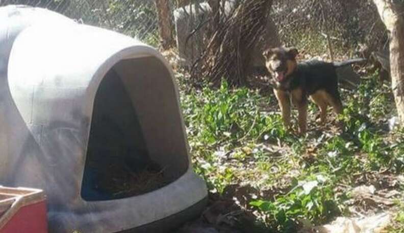 Dog Who Spent Her Life On A Chain Comes Inside For The First Time - The ...