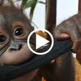 This Orphaned Orangutan Is Unrecognizable Now
