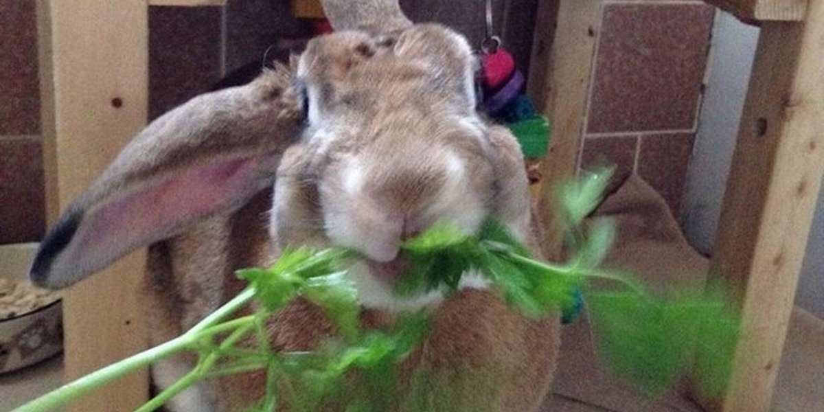rabbit happy to see owner