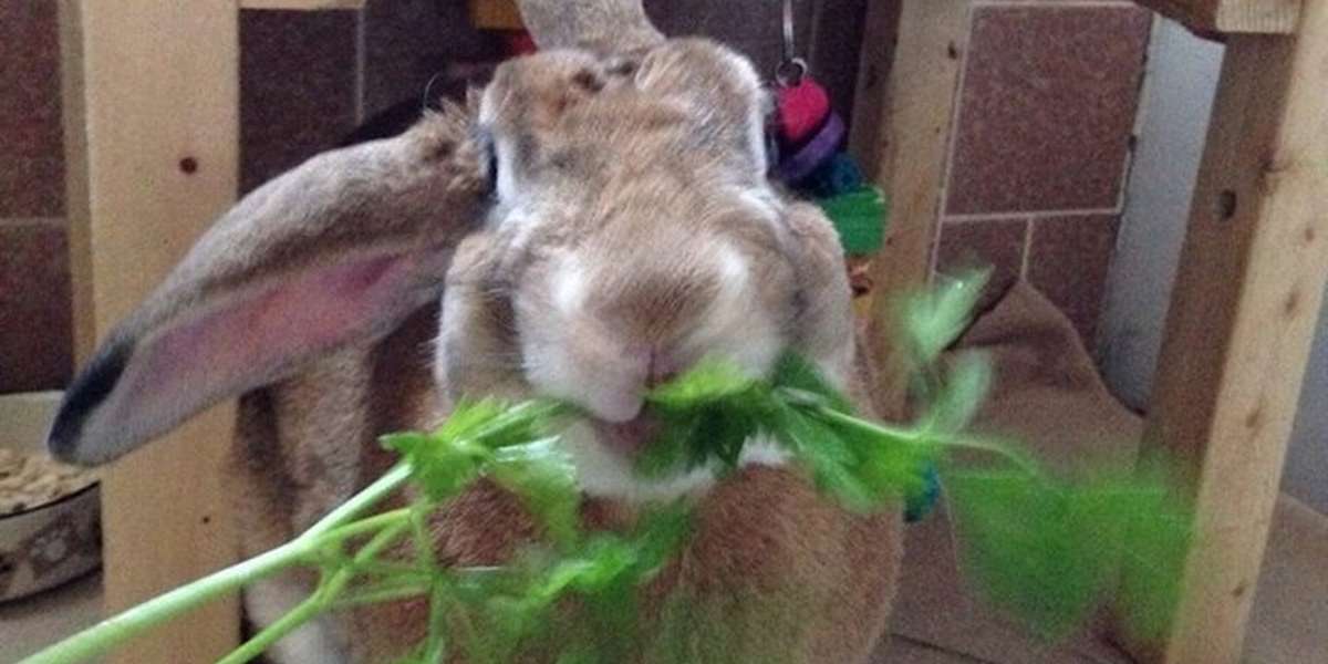 outdoor bunny care