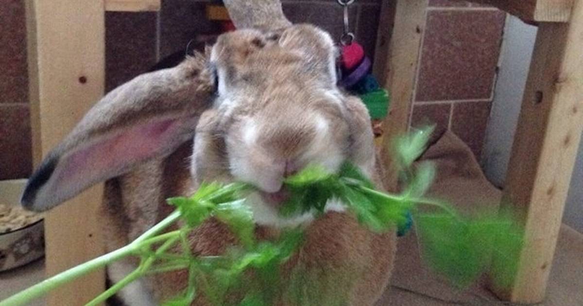 Please Hold The Bunny Correctly. : r/Rabbits