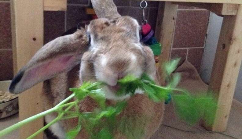 My rabbit keeps biting the outlet cage