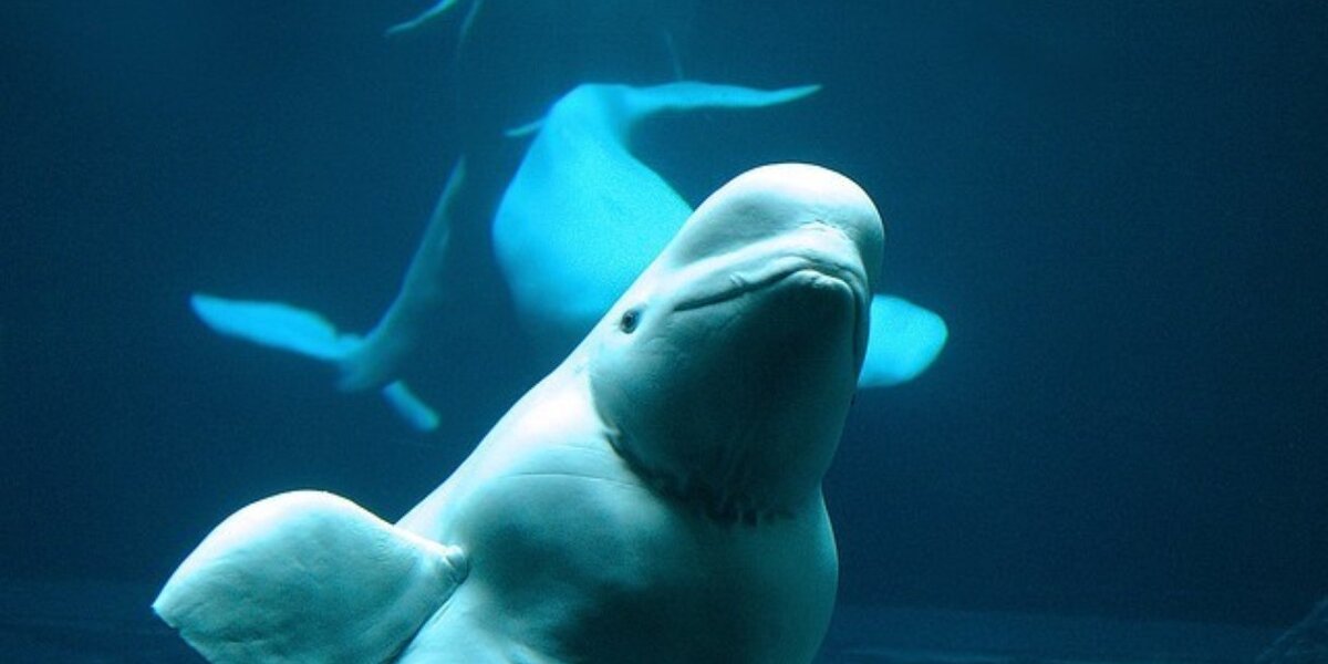 Baby Beluga Dies At SeaWorld After 3 Weeks In A Tank - The Dodo