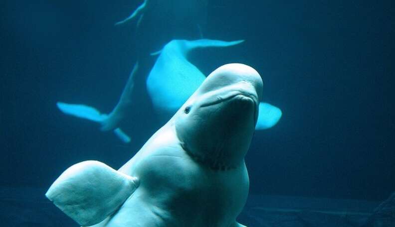 Yet Another SeaWorld Tragedy: Beluga Mysteriously Dies At 38