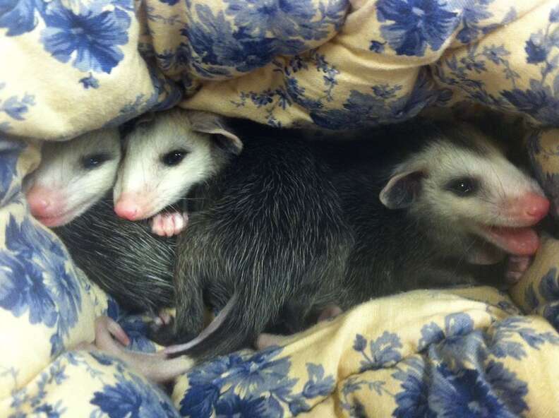 Baby Opossums Cling To Lifeless Mom Until Kind Stranger Shows Up The Dodo