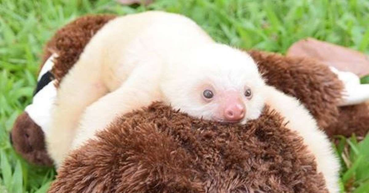 baby sloth with stuffed animal