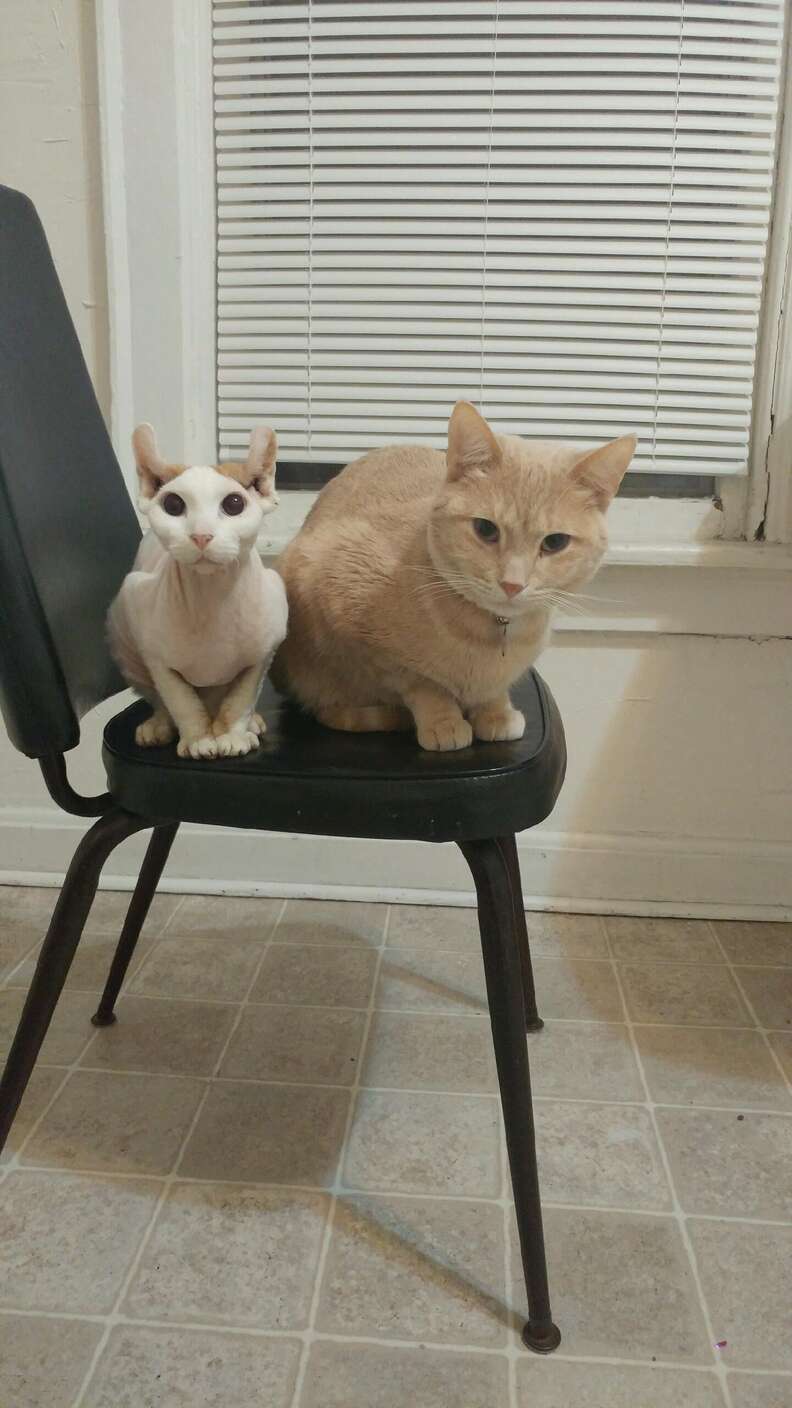 man reunites with blind cat