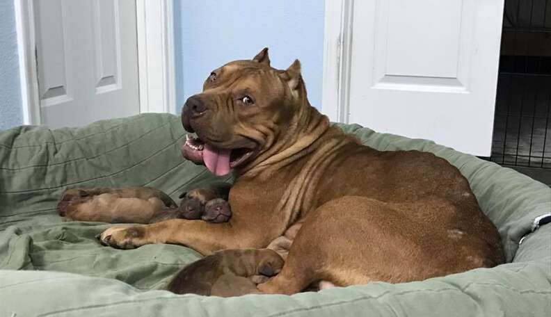Pit Bull Gives Birth To Her Puppies On The Way To The Shelter - The Dodo