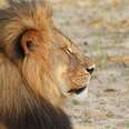 Another Lion Reportedly Shot Dead As World Mourns Cecil [UPDATE]