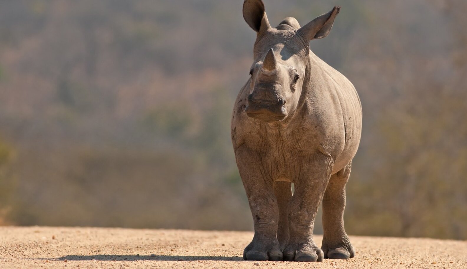 Terrifying Decision Lifts Ban On Selling Rhino Horn The Dodo