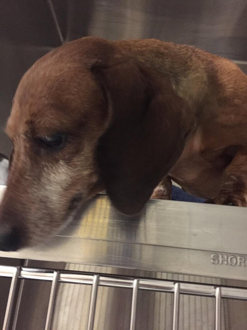 My rescue gave up on me and wanted me euthanized! The Dodo