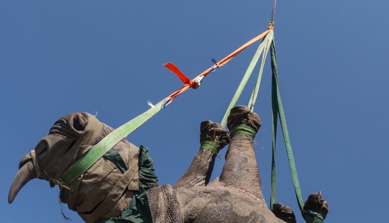 The Amazing Process Behind The Rhinos Without Borders - The Dodo