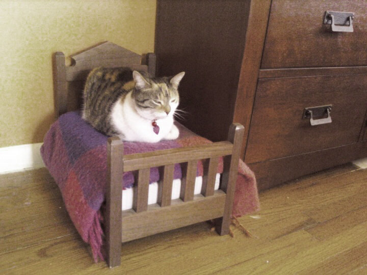 cat in doll bed