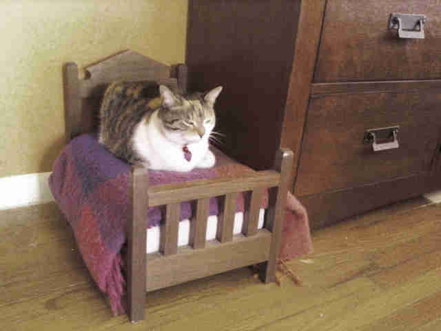 19 Cats Who Understand Doll Beds Were Invented Just For Them - The Dodo
