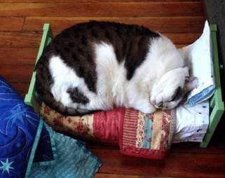 19 Cats Who Understand Doll Beds Were Invented Just For Them The Dodo