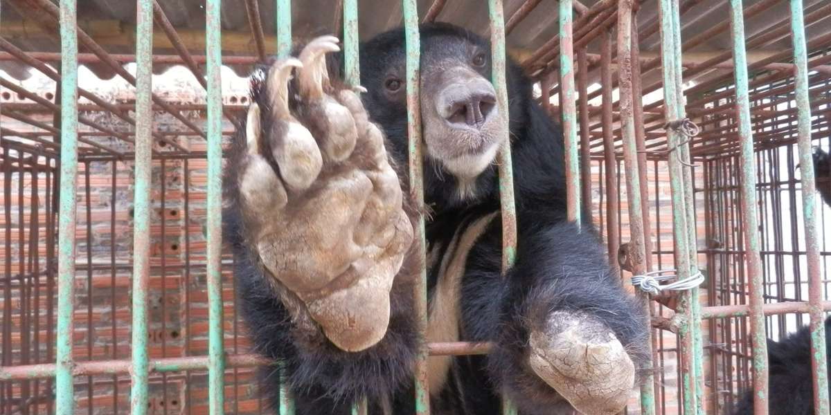 Mass Deaths Of Captive Moon Bears Highlight Urgent Need For Rescues