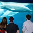 Baby Beluga Dies At SeaWorld After 3 Weeks In A Tank - The Dodo