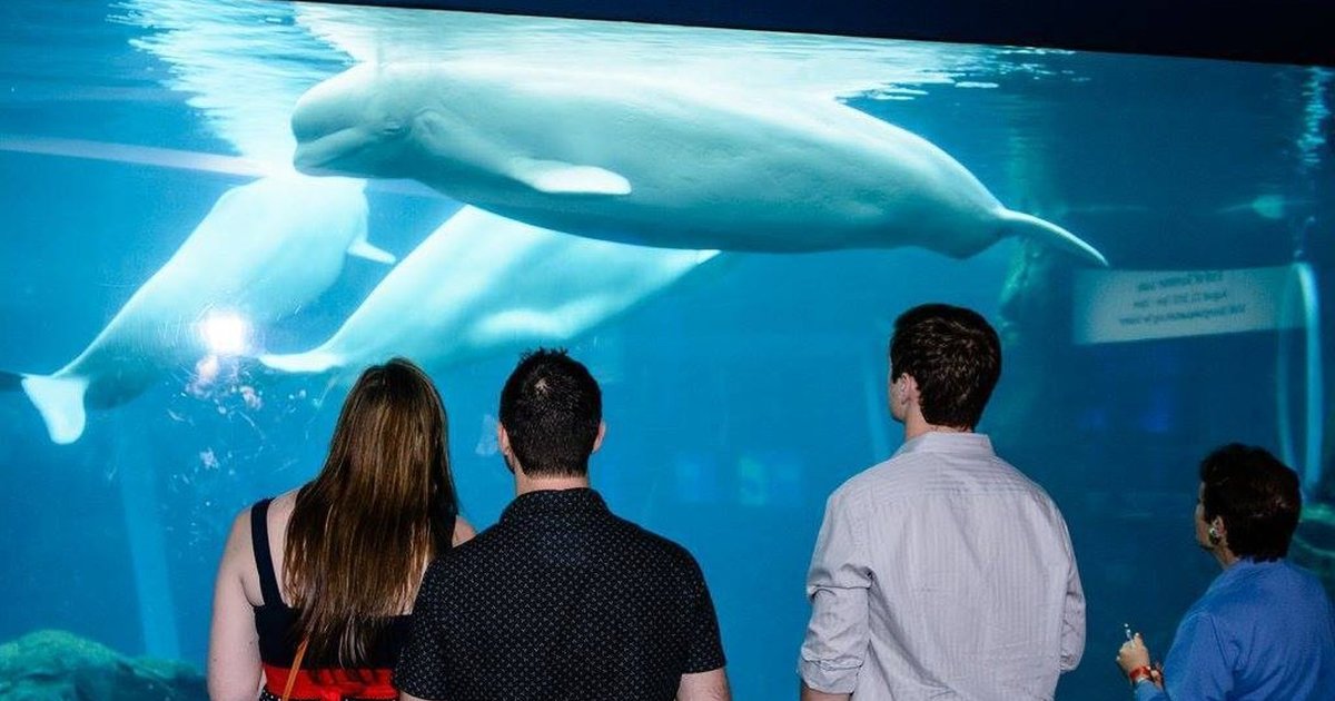 U.S. Takes Milestone Stance Against Whales In Captivity - The Dodo