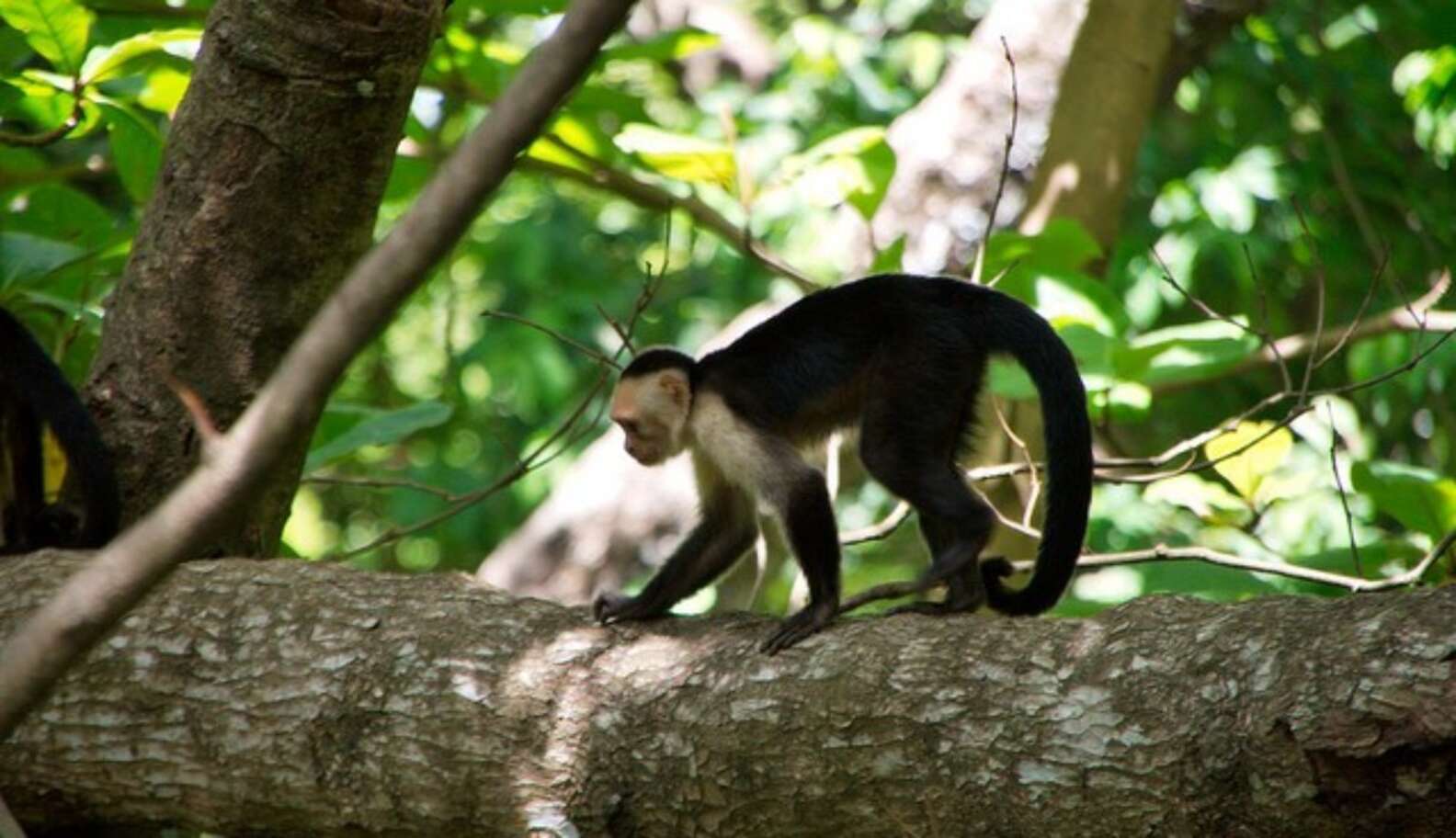 8 Reasons Costa Rica Is The Best Place To Be An Animal - The Dodo