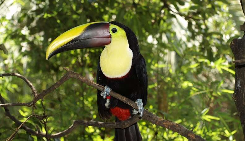 8 Reasons Costa Rica Is The Best Place To Be An Animal - The Dodo