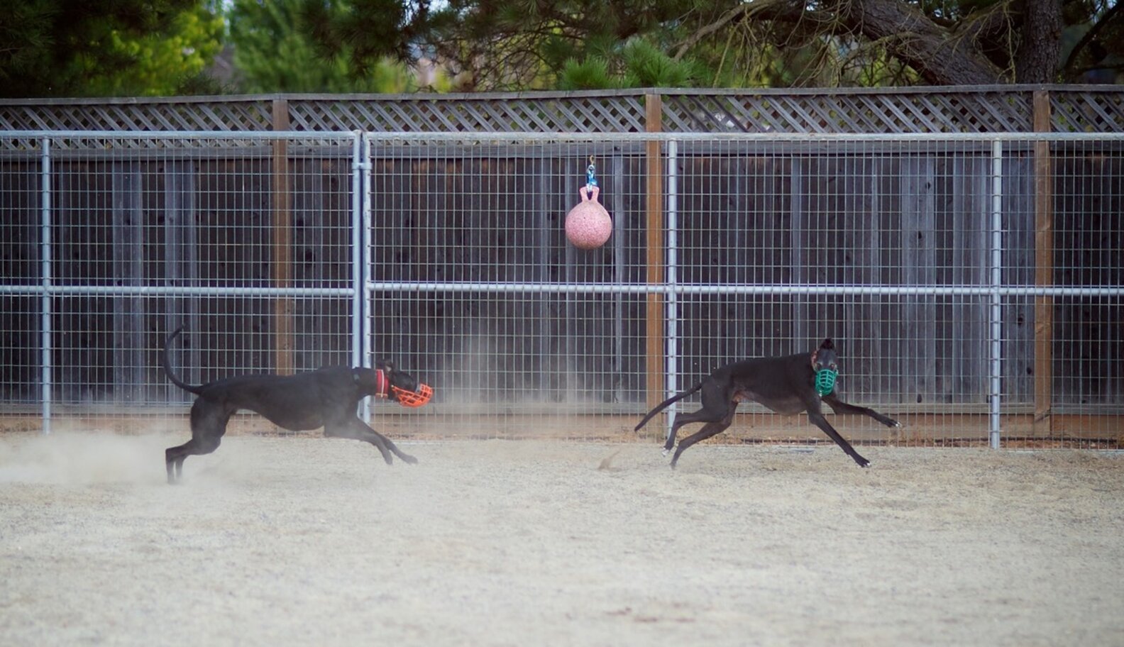 Cocaine, Arsenic, Abuse Allegations Hint At Dark Underworld Of Dog ...