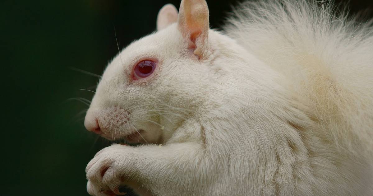 albinistic animals