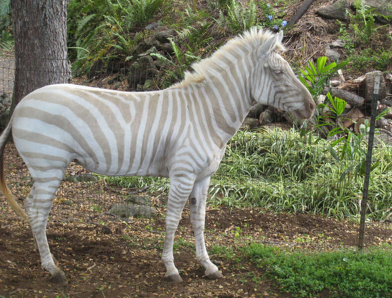 albinistic animals