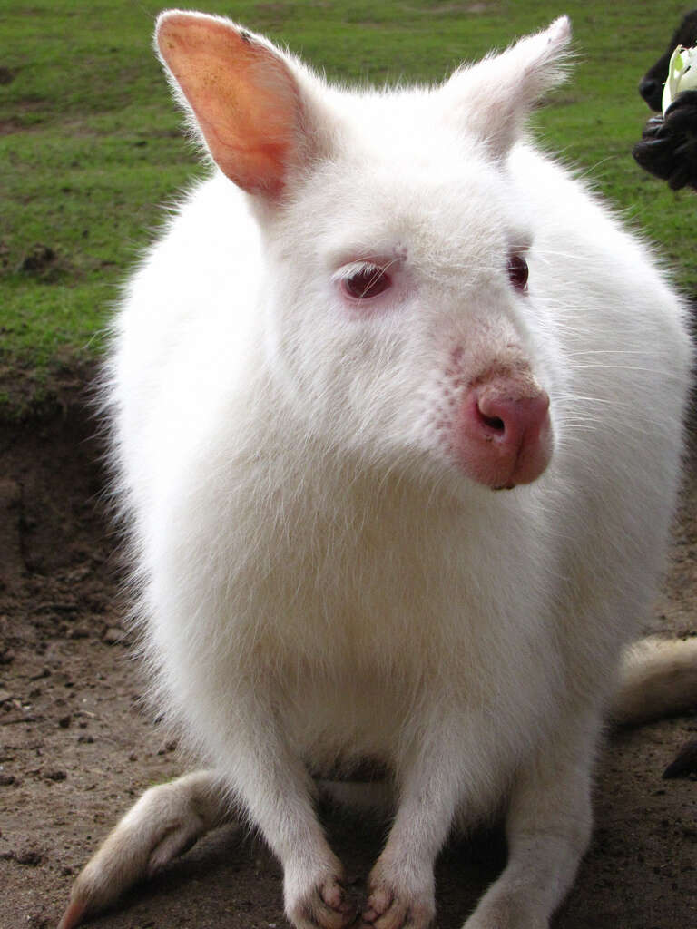 Albino Animals That Need Our Protection (And Lots Of Love) - The Dodo