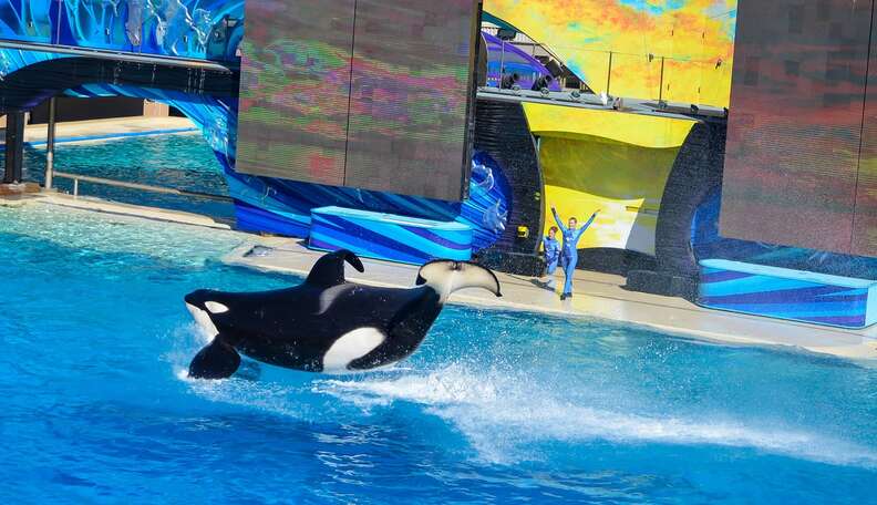 It's Official. The Internet Hates SeaWorld. - The Dodo