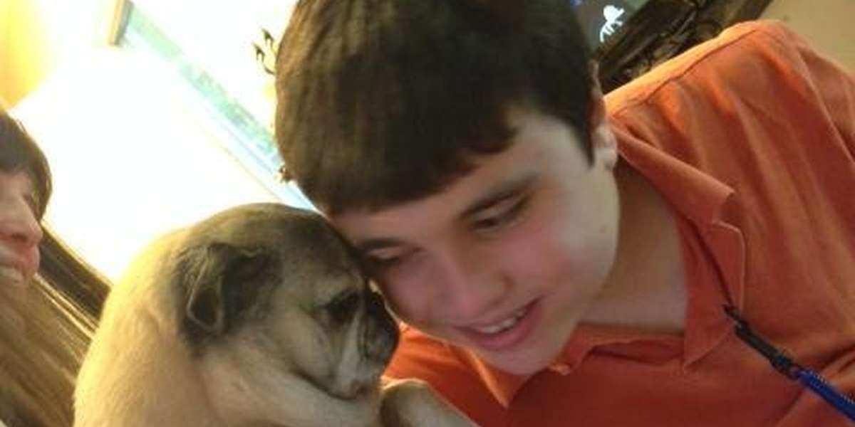 Loyal Pug Understands Autism Better Than Anyone Thought She Could - The ...