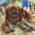 Orangutan Mother Tortured By Villagers For Trying To Feed Baby