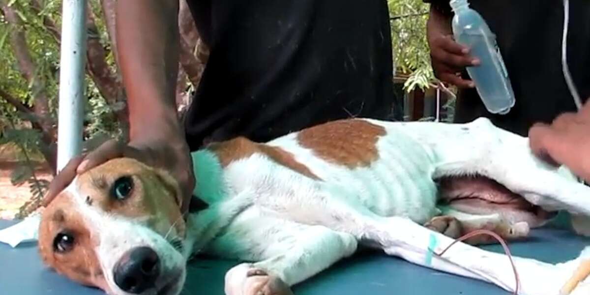 Dog Stuck In Well For Days Is Finally Rescued - The Dodo