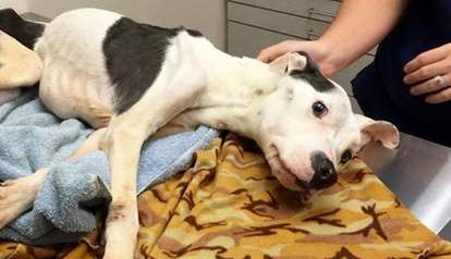 Dog Is Nearly Frozen To Death — But She Still Wants Love From Her ...