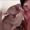 Baby Wombat Found Just The Right Person To Be His Mom