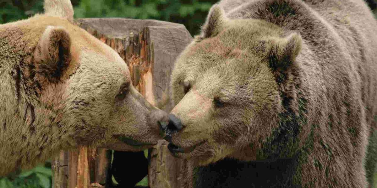 Abused Bears, Bound In Chains, Are Finally Freed - The Dodo