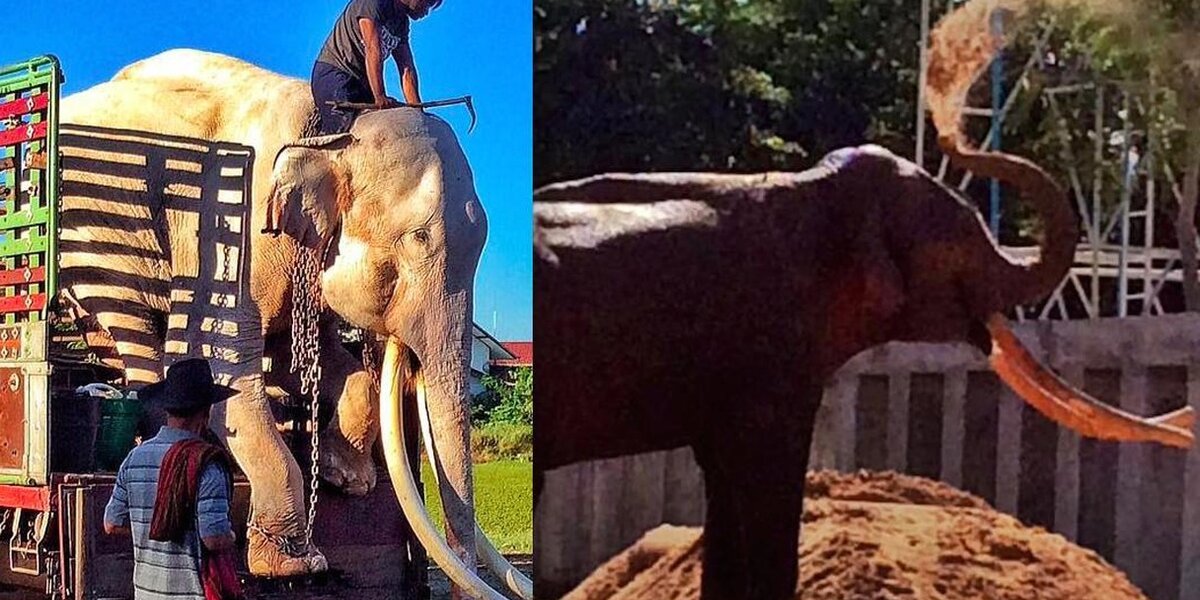 Elephant In Chains Elephant Chained For 4 Decades Takes His First Steps Of Freedom - The Dodo