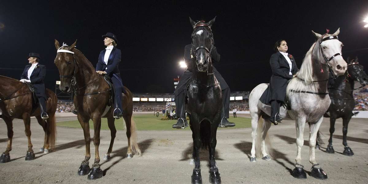 The Cruelest Horse Show on Earth The Dodo