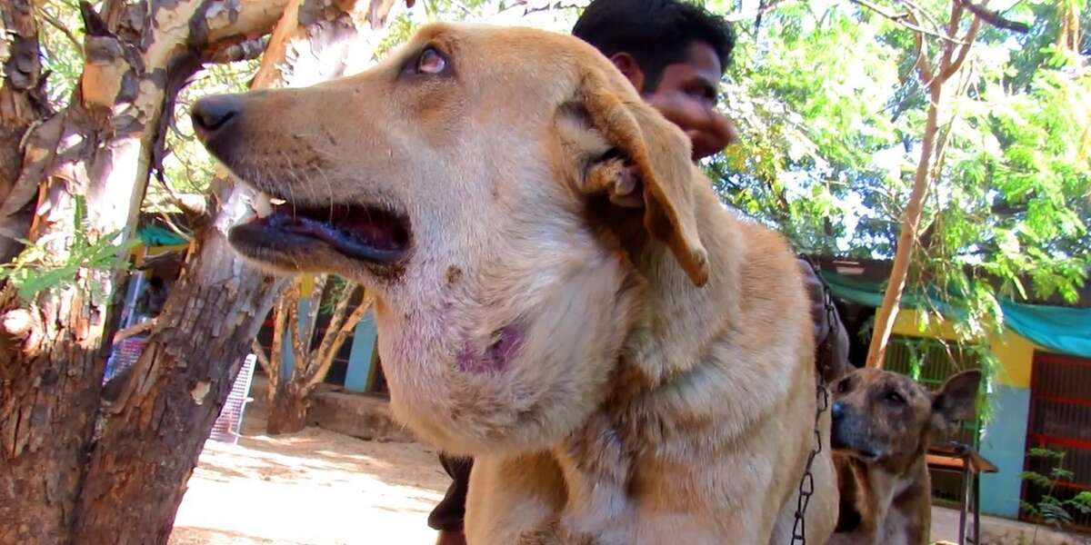 Dog With Mass The Size Of A Basketball Looks So Different Now The Dodo