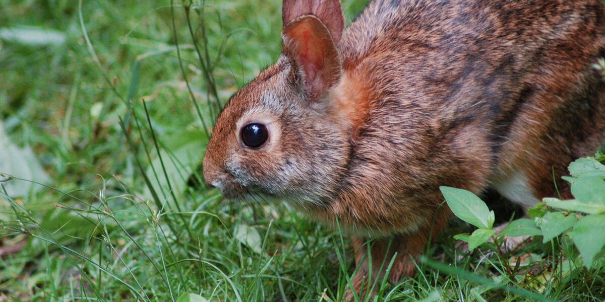 Dea Rabbit DEA: Medical Marijuana Would Lead To Stoned Bunnies - The Dodo