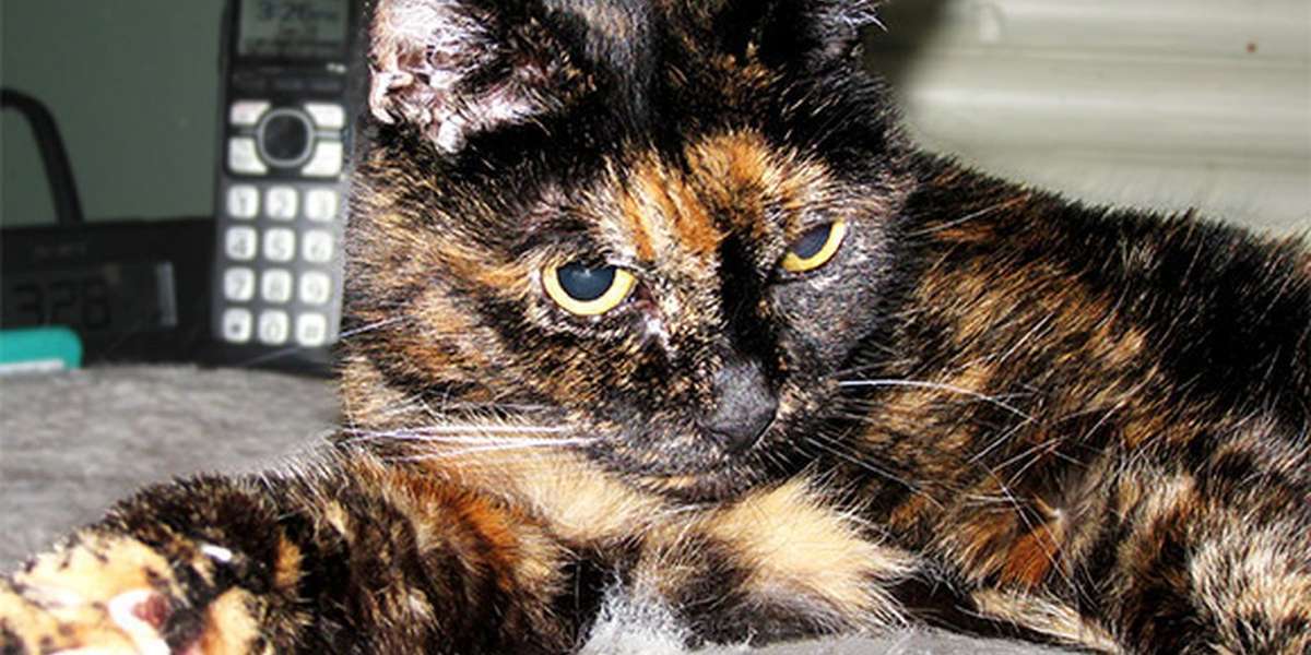 world-s-oldest-cat-dies-after-27-love-filled-years-the-dodo