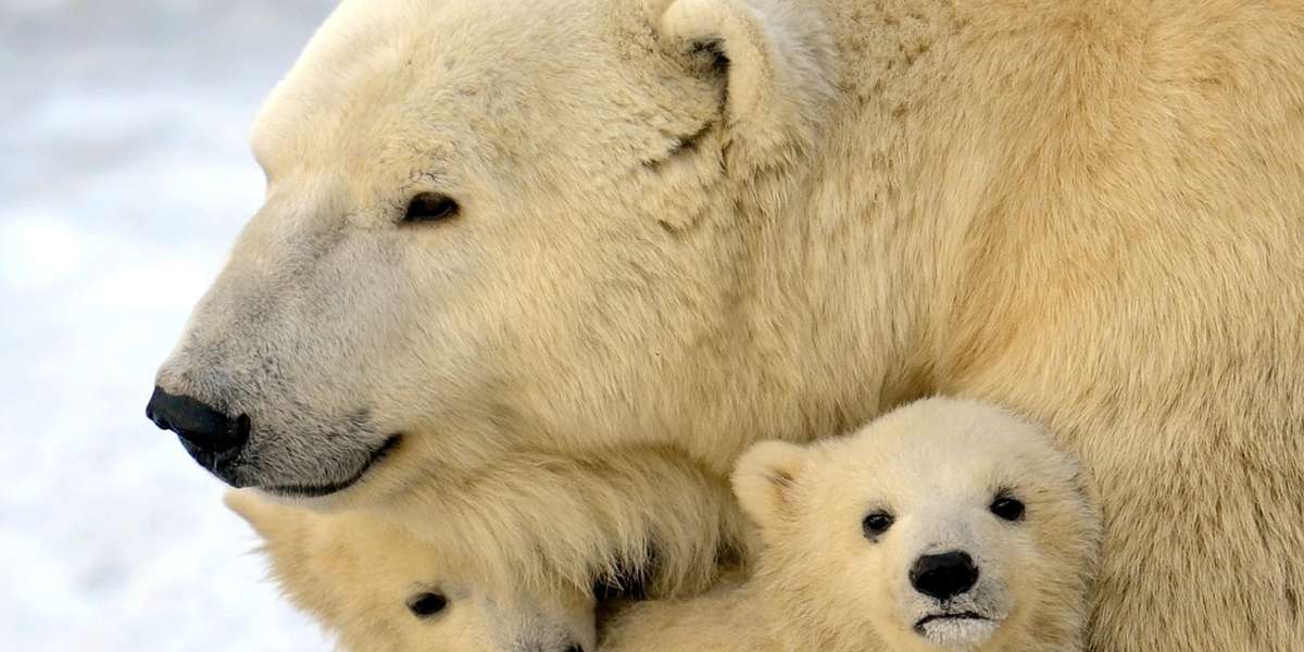 7 Astonishing Animal Moms Who Prove Mother's Day Shouldn't Be Reserved For  People - The Dodo
